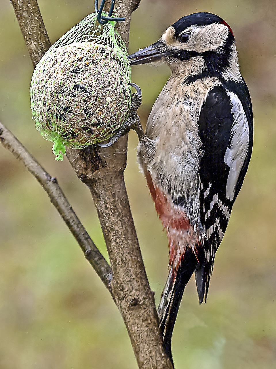 Image - great spotted woodpecker woodpecker