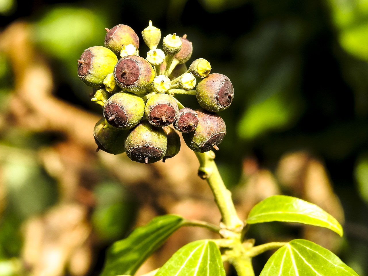 Image - ivy plant nature fruits berries