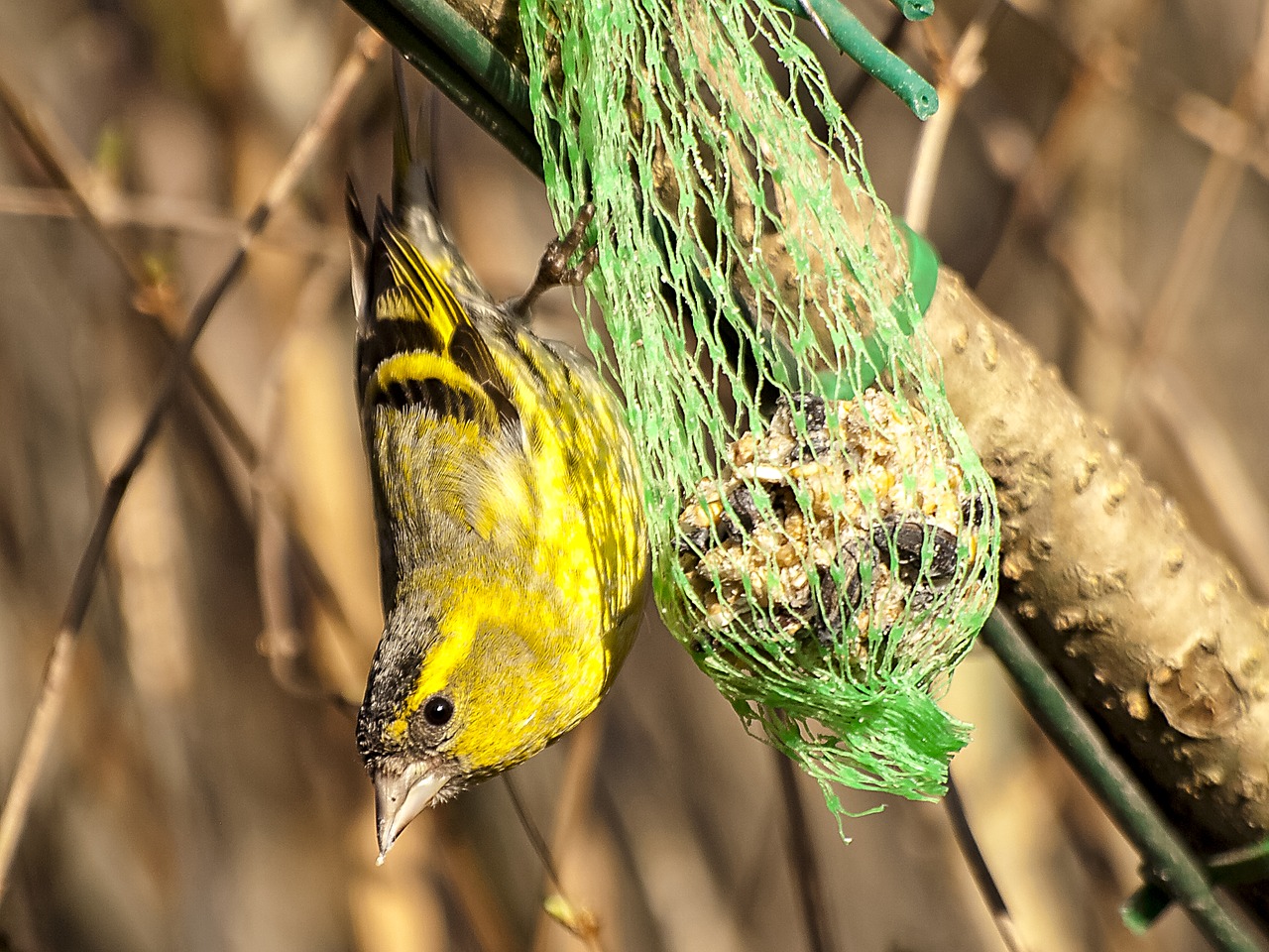 Image - siskins bird songbird garden bird