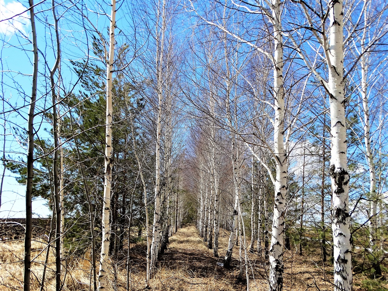 Image - spring birch russia forest