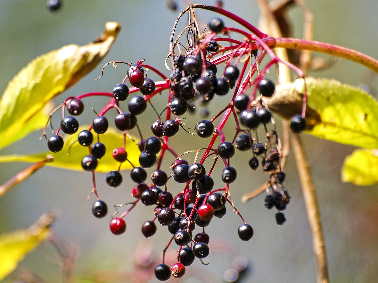 Image - elder tree bush berry nature