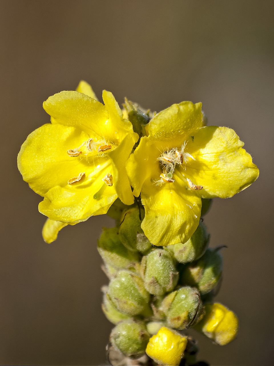 Image - mullein flower blossom bloom plant