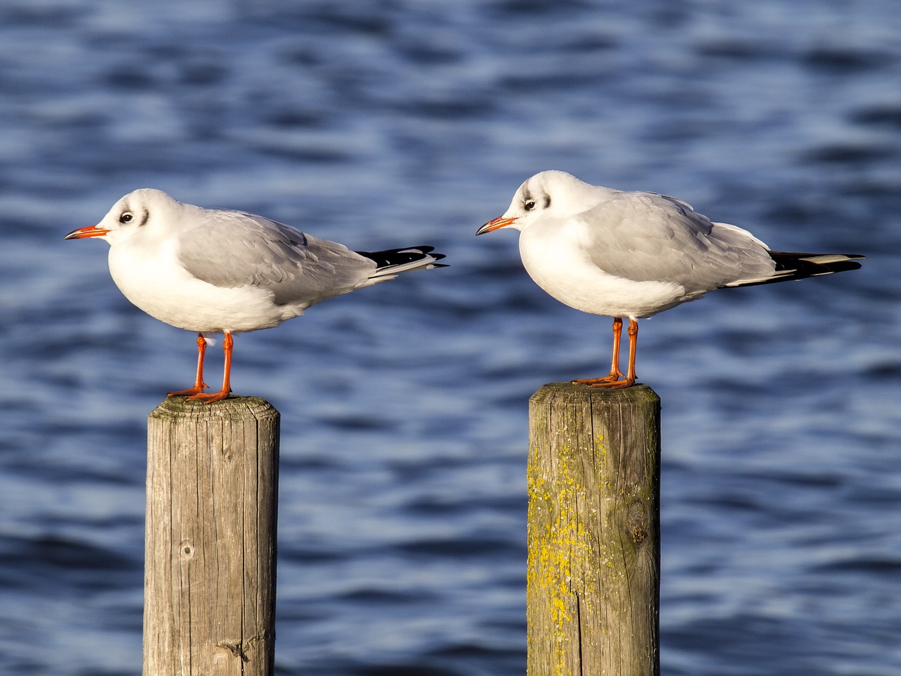 Image - black headed gull seagull bird