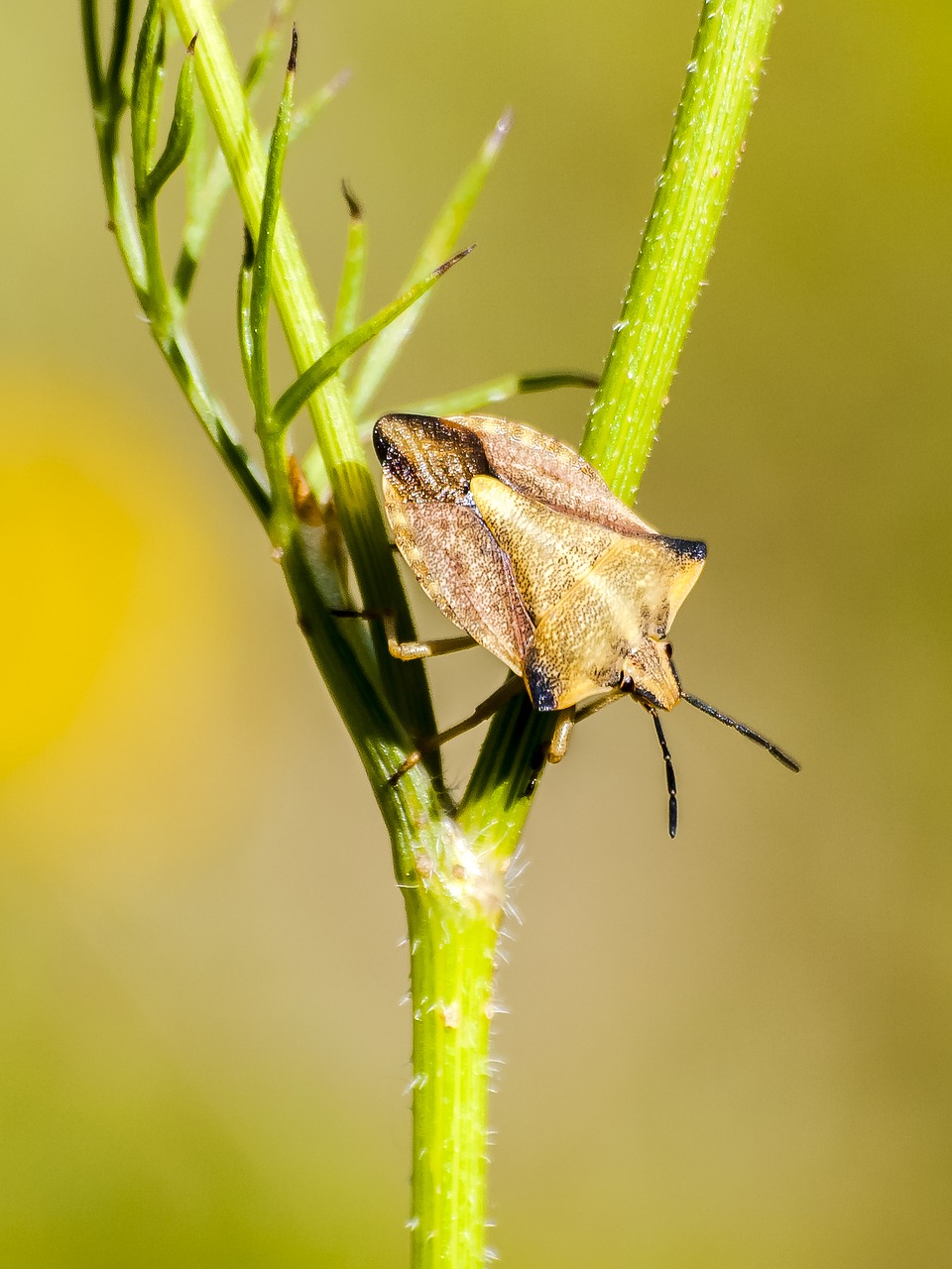 Image - bug leather bug insect nature