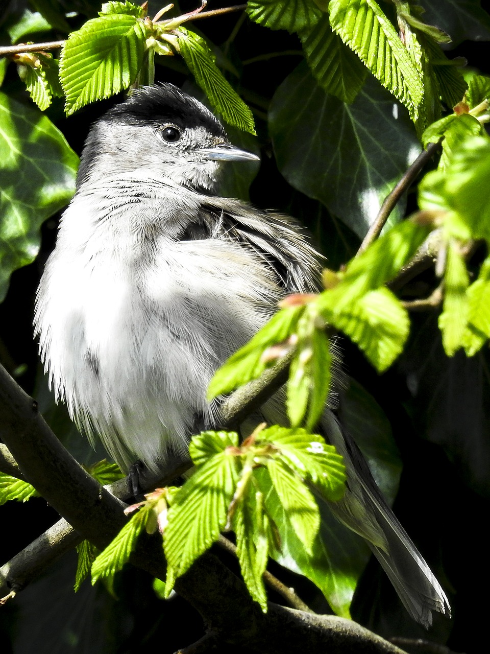 Image - blackcap bird songbird garden bird