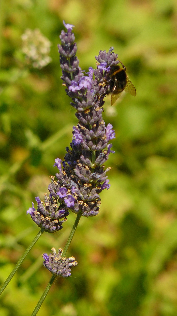 Image - lavender bumble bees flowers plants