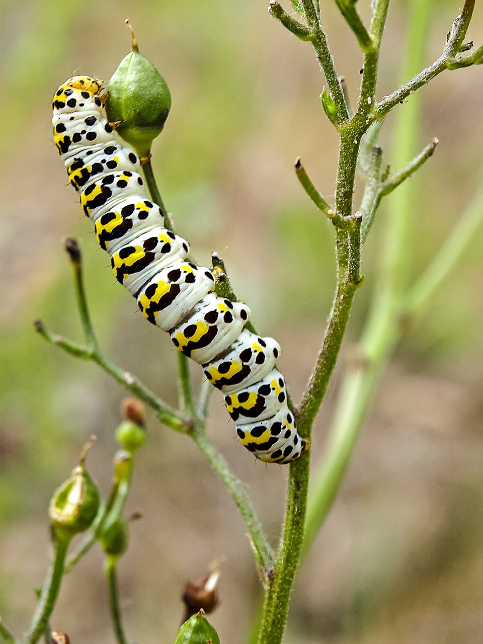 Image - caterpillar butterfly dovetail