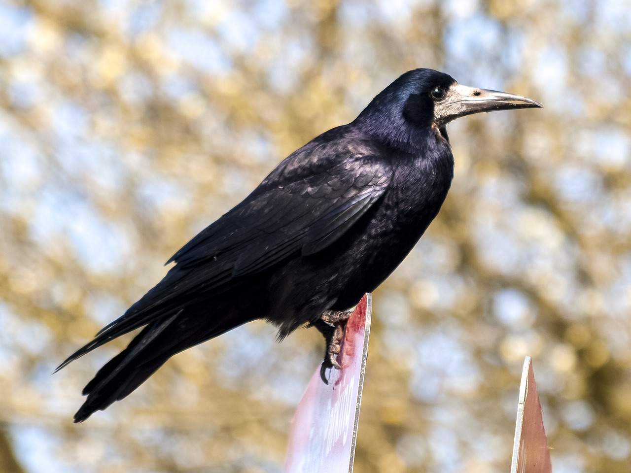 Image - rook crow raven bird nature animal