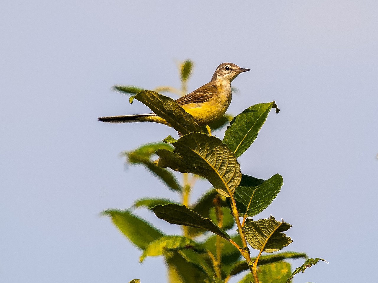 Image - yellow wagtail stilt bird songbird