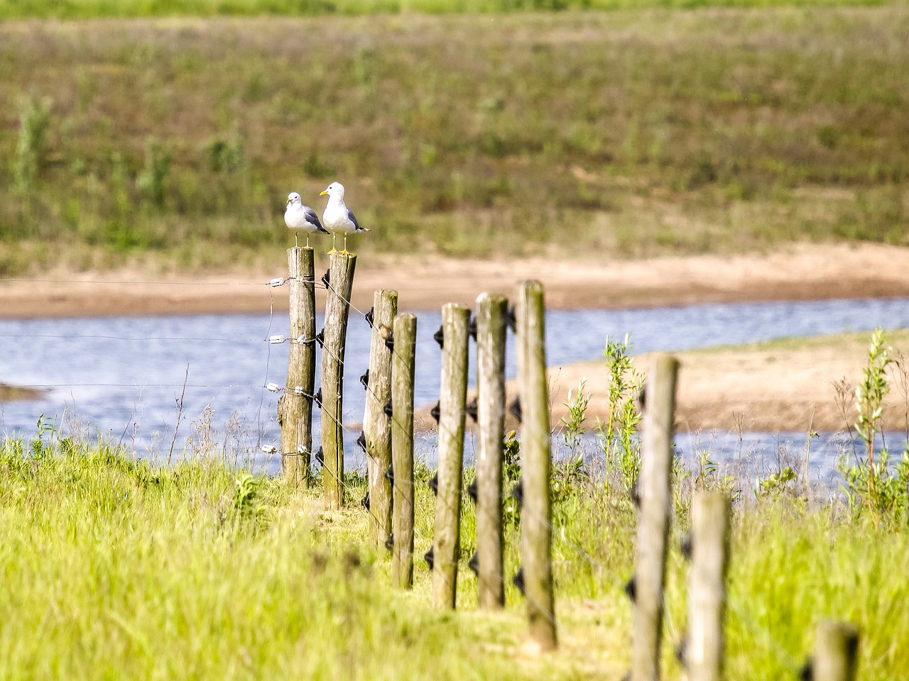 Image - mew gull seagull bird water bird