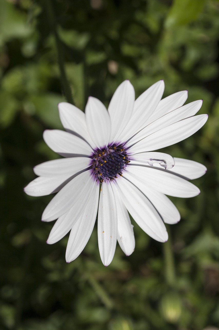 Image - flower nature spring flowers spring