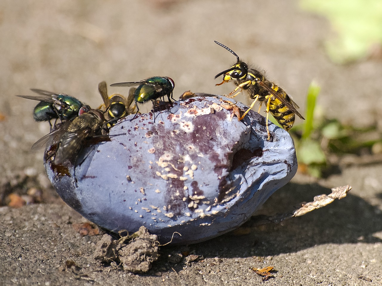 Image - wasp insect plum nature animal