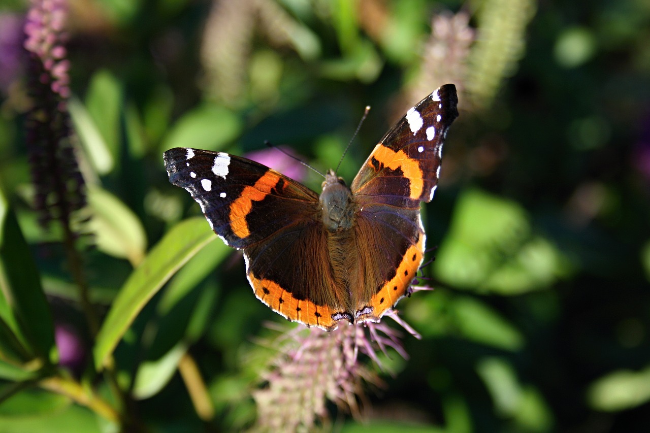 Image - butterfly vanessa atalanta