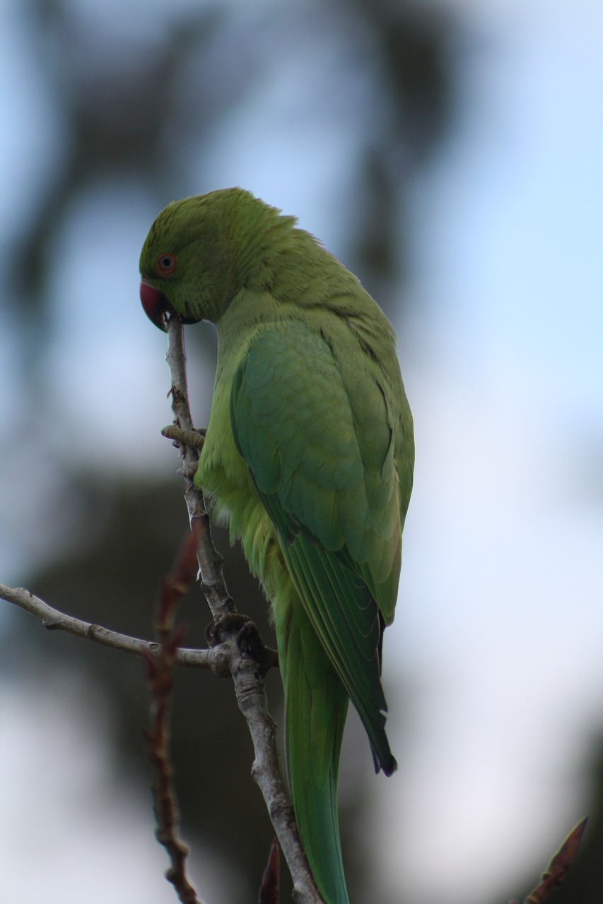 Image - parrot rose ringed parakeet bird