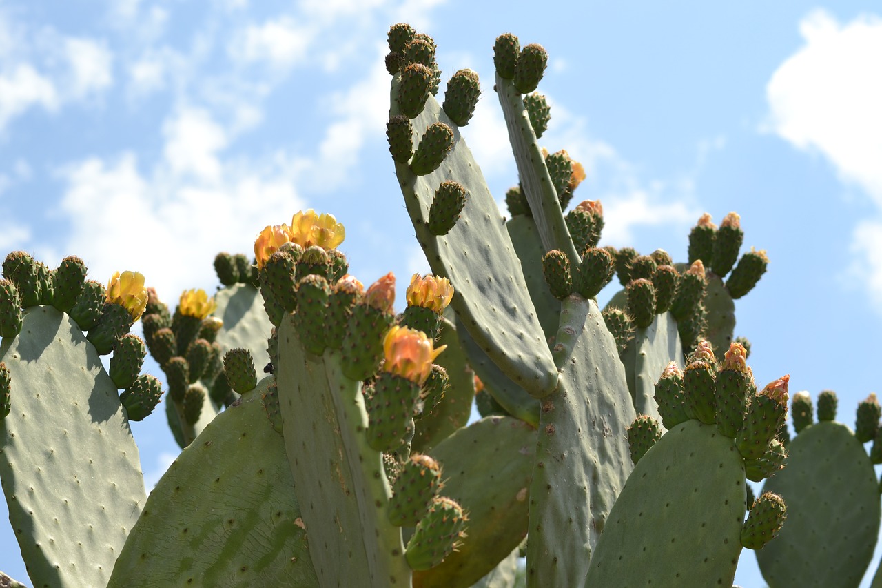 Image - nature cactus green succulent plant