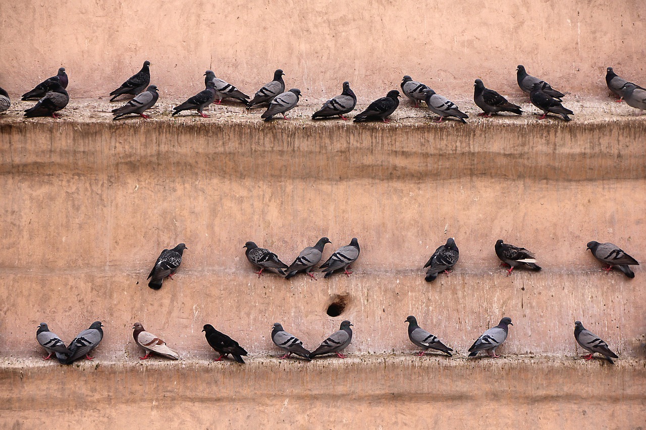 Image - pigeons wall gathered bird lines