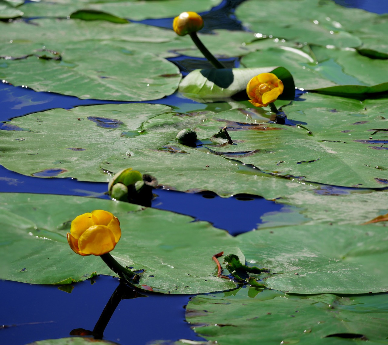 Image - nuphar lutea water lilies