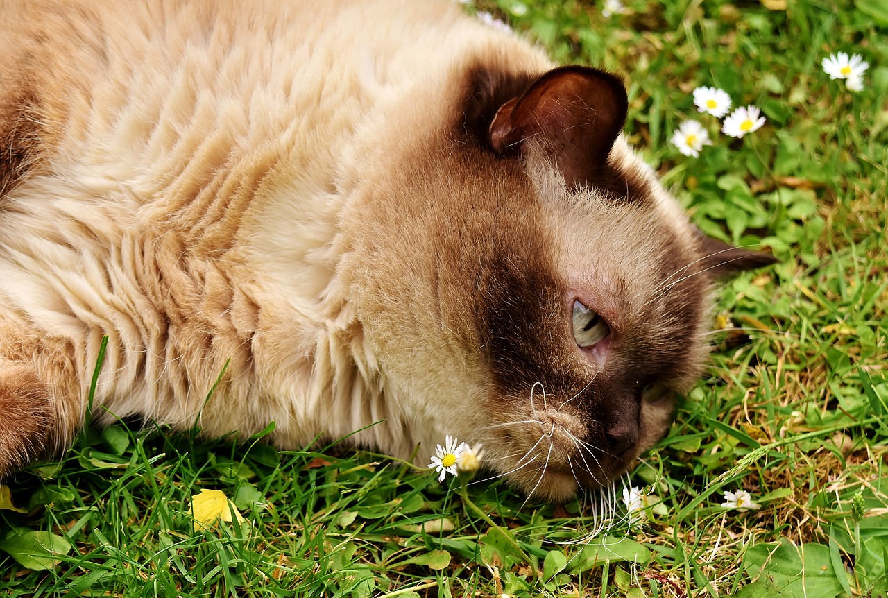 Image - british shorthair rest relaxed