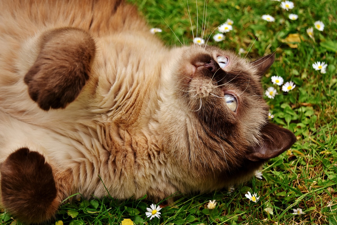 Image - british shorthair rest relaxed