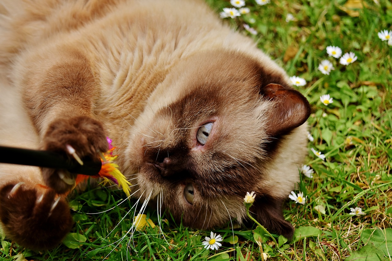 Image - british shorthair rest relaxed