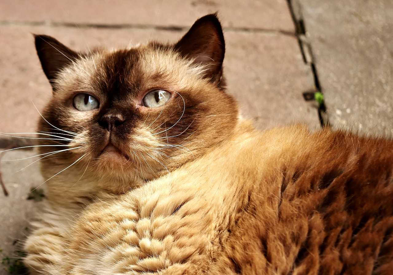 Image - british shorthair rest relaxed