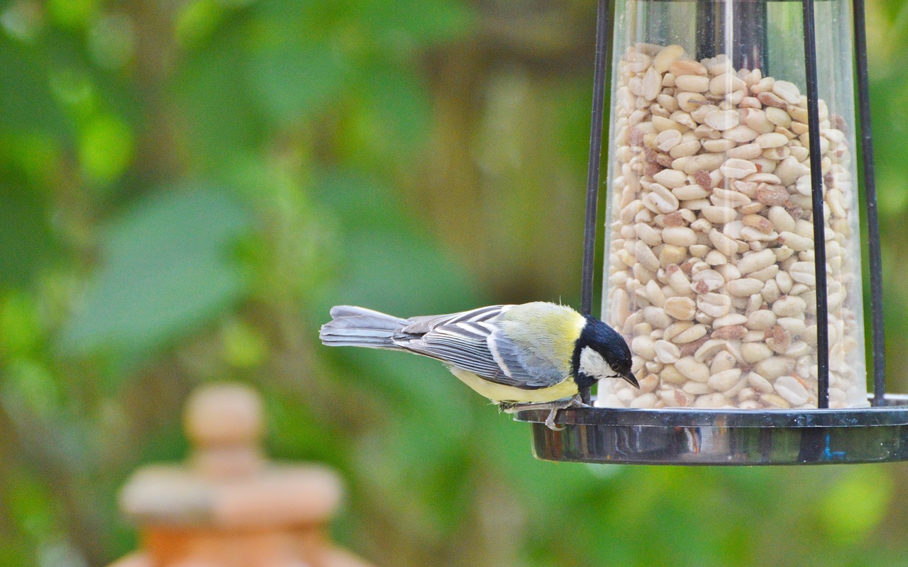 Image - tit bird foraging garden peanuts