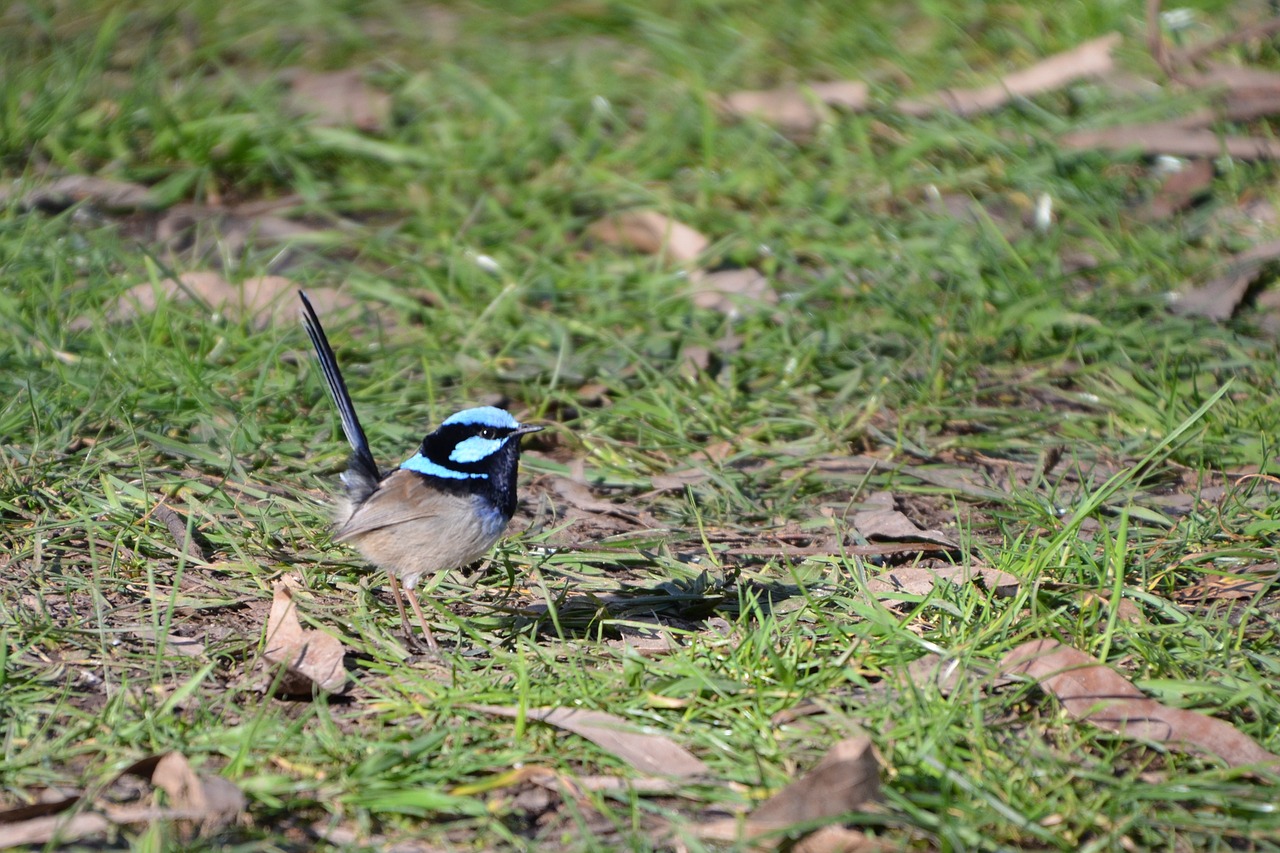 Image - wren blue wren fairy wren bird