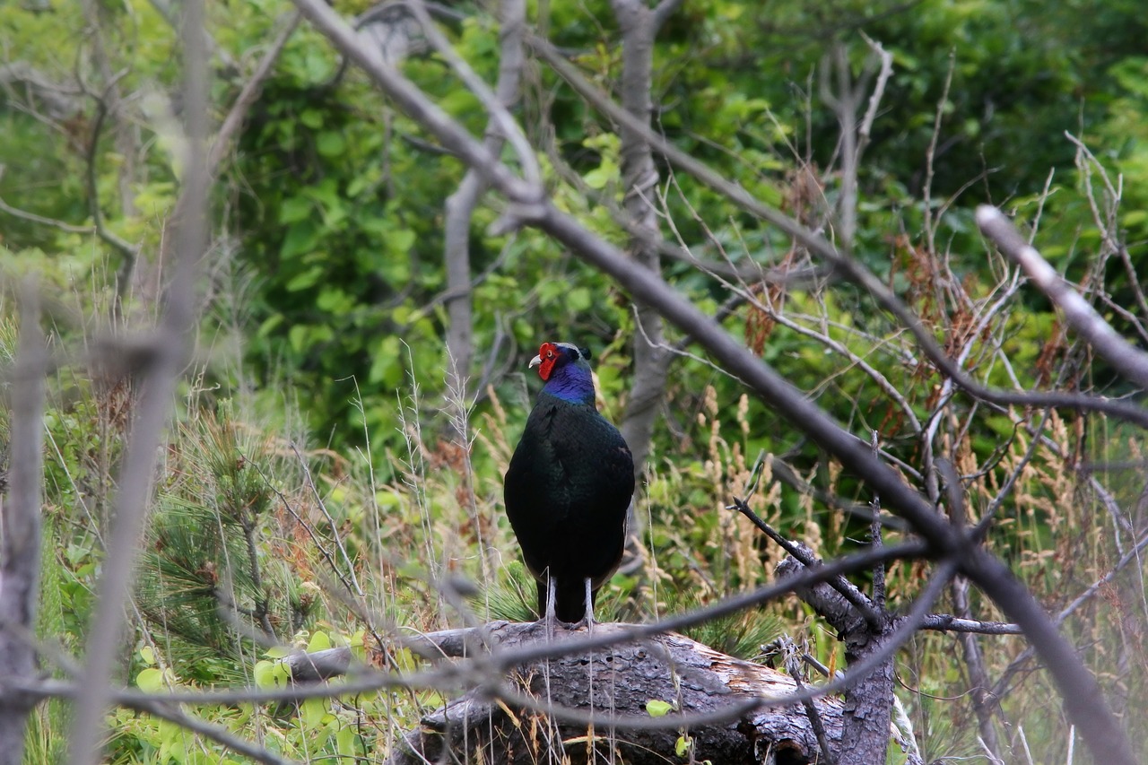 Image - animal forest wood pheasant