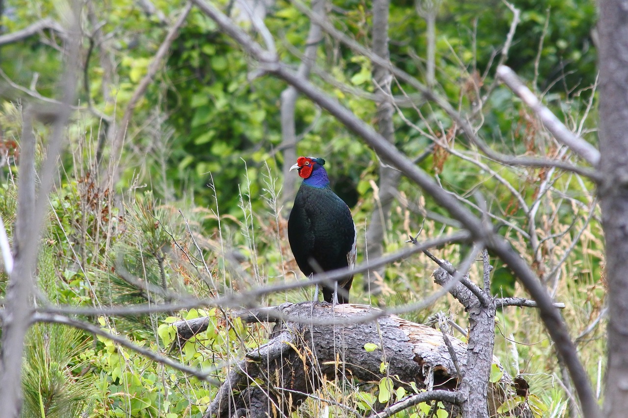 Image - animal forest wood pheasant