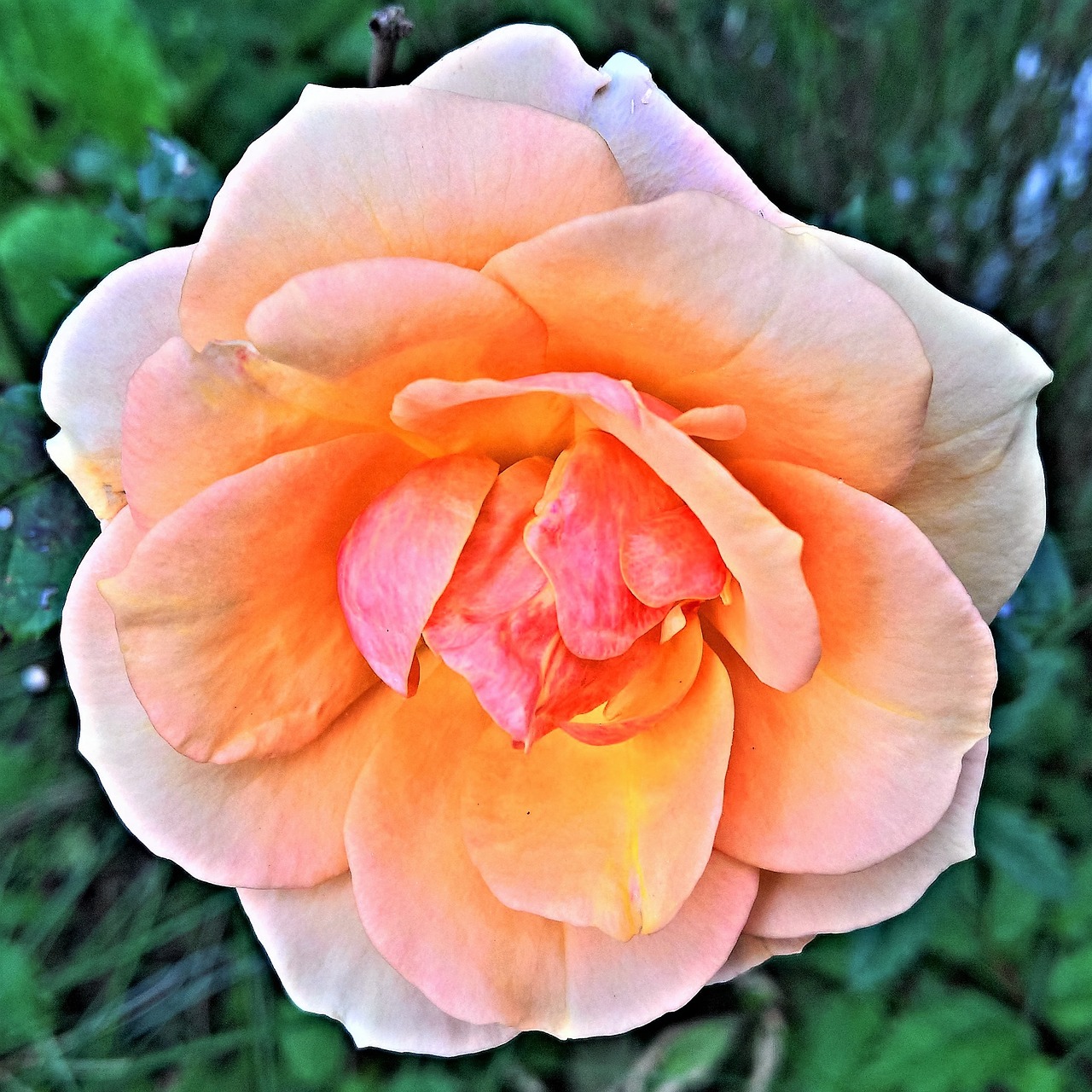 Image - rose flower blossom bloom