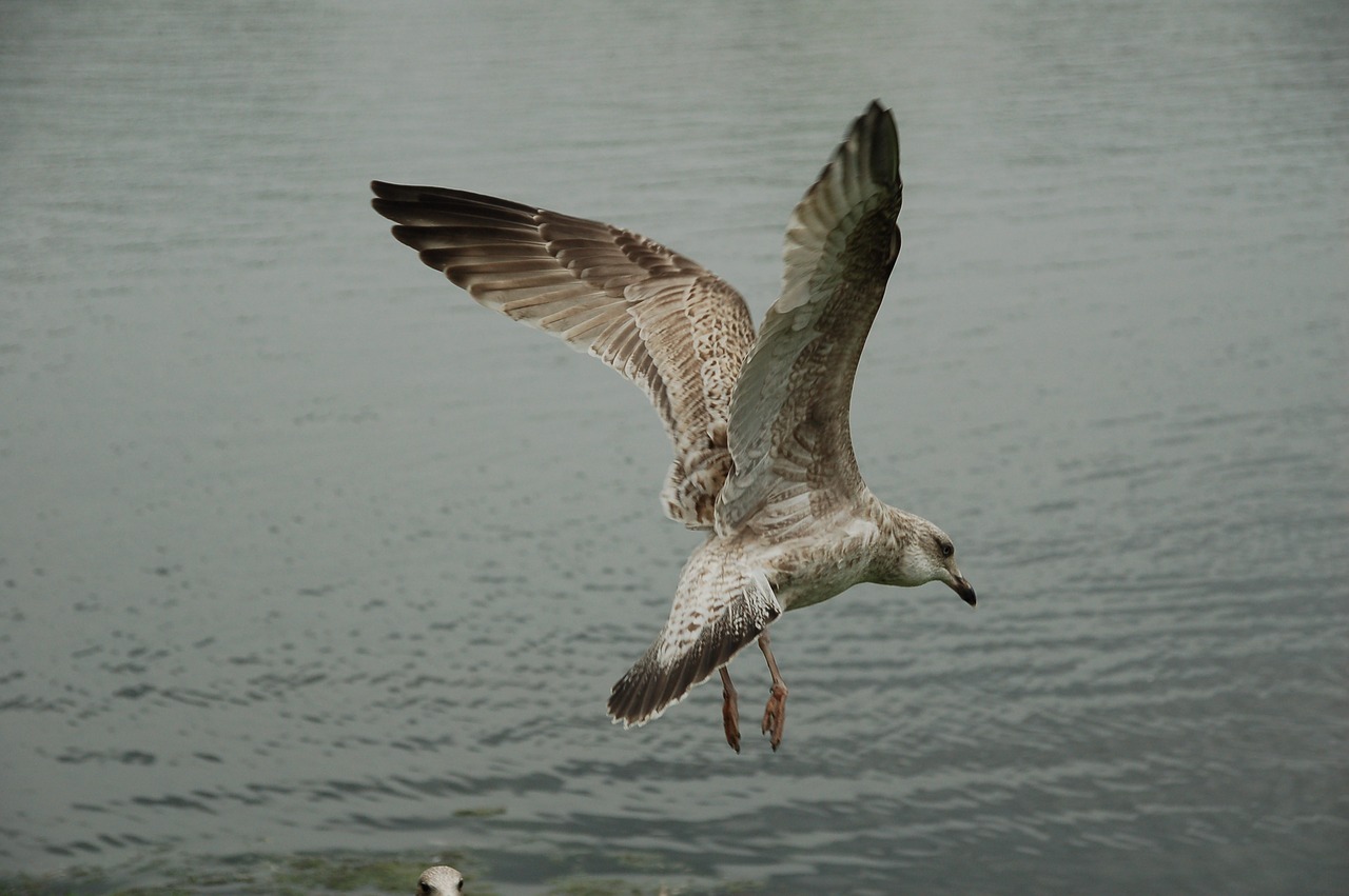 Image - måse seagull bird sea sky