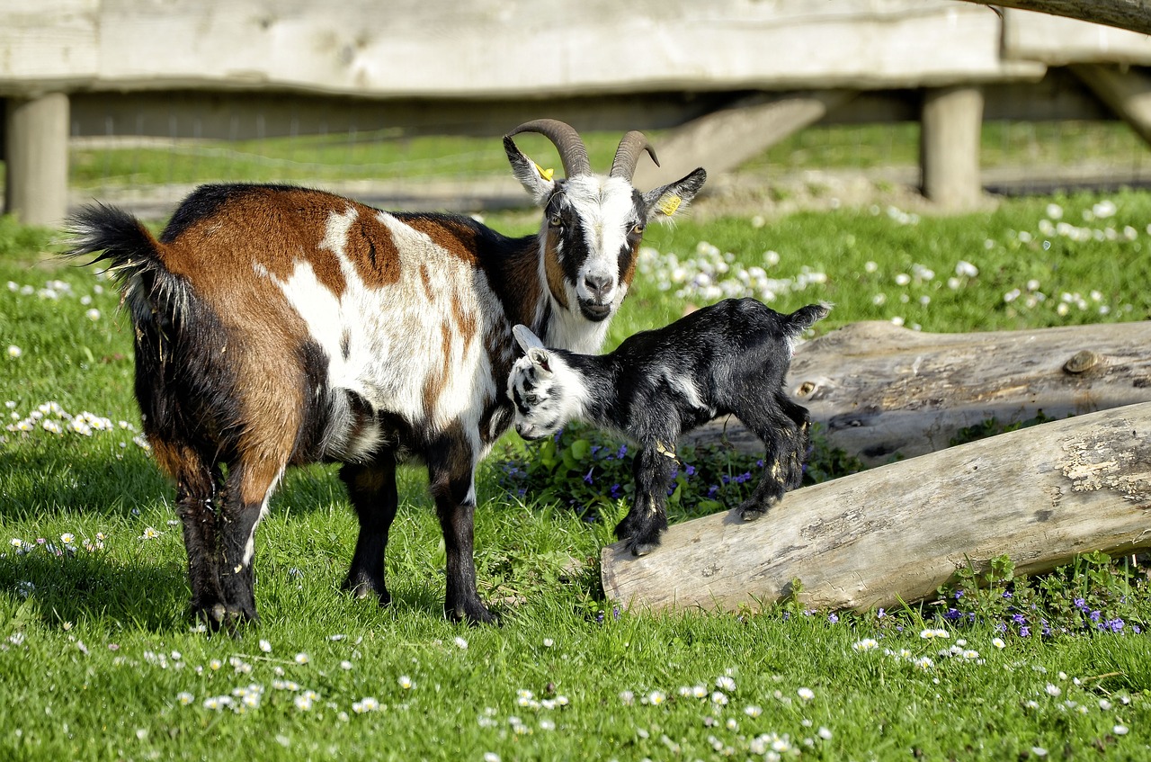 Image - animal goat young animal farm