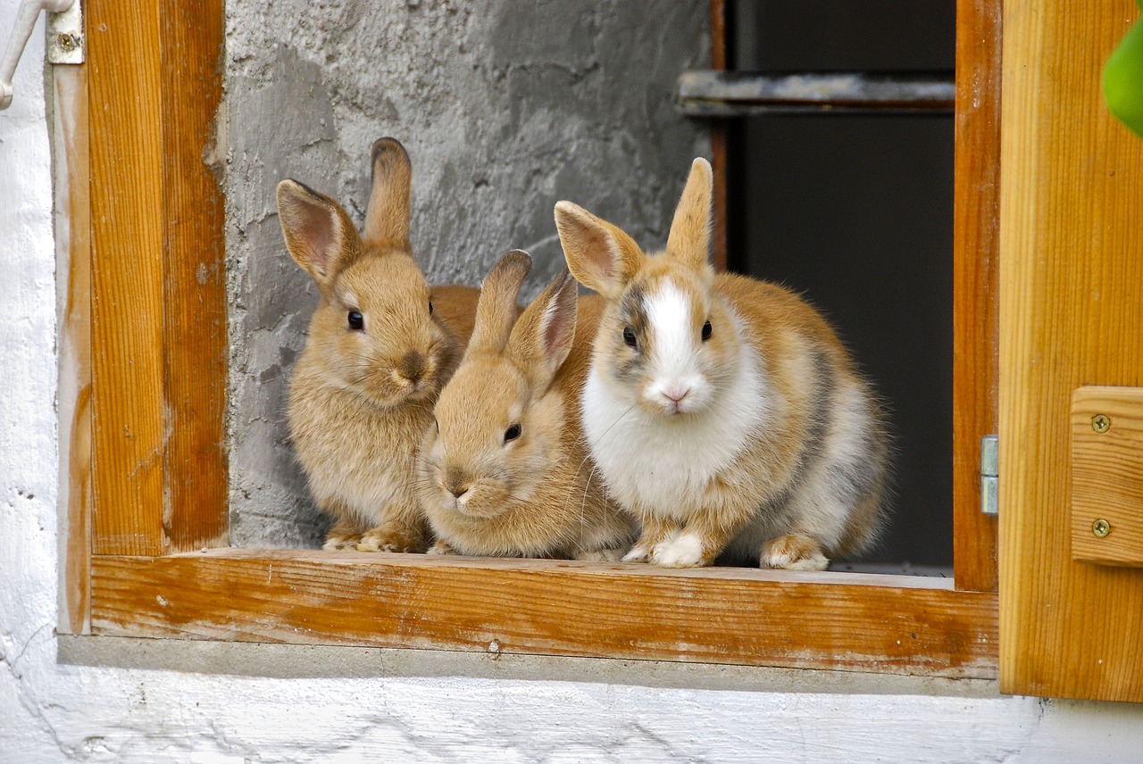 Image - rabbit farm window cute