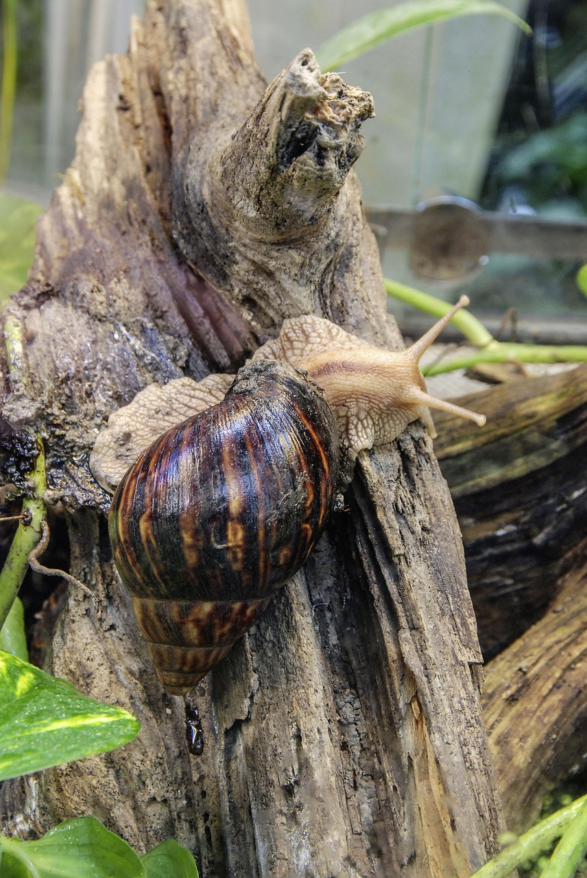 Image - achatina fulica large agate snail