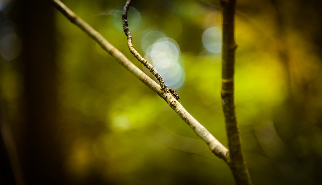 Image - ant forest nature stick tree