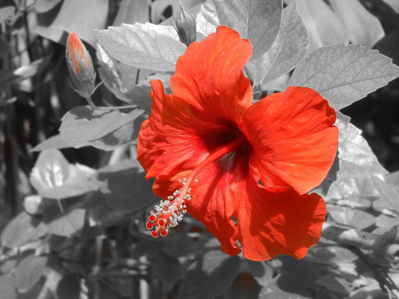 Image - flower red ibisco flowers nature