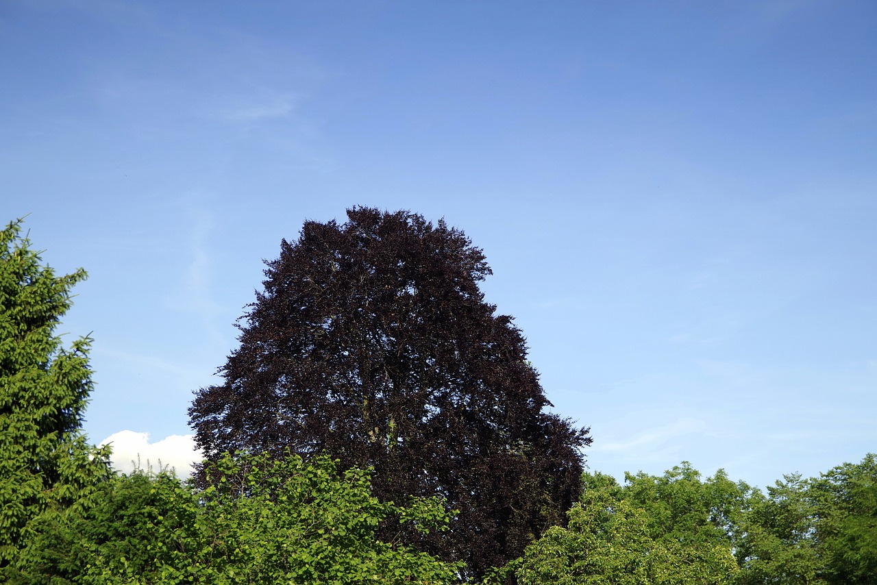 Image - tree beech black foliage dark