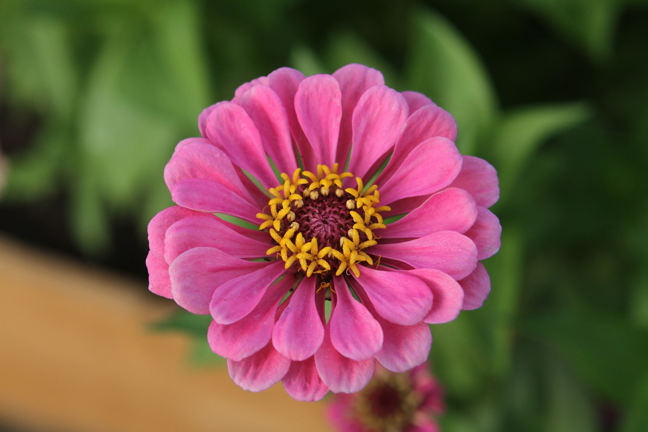 Image - zinnia flower blossom bloom nature