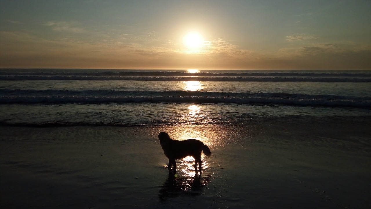 Image - harvey sunset kommetjie