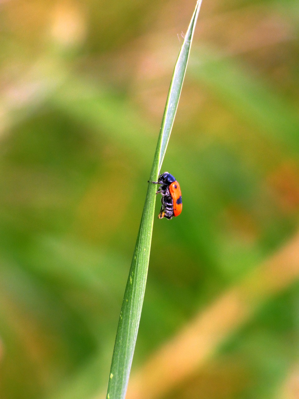 Image - nature insect red field spring