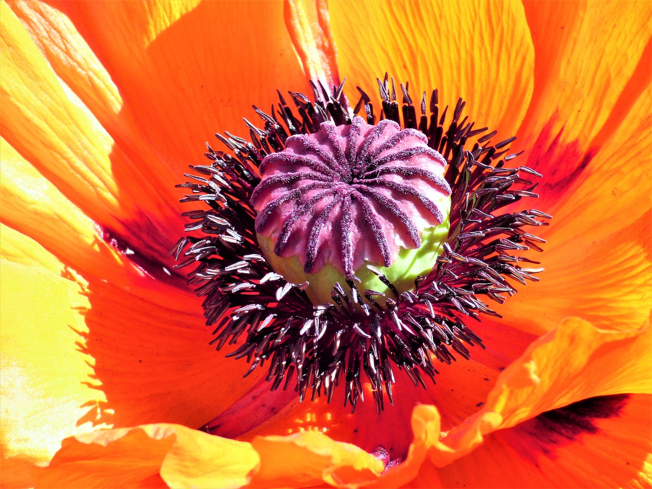 Image - flower poppy orange pistil stamens