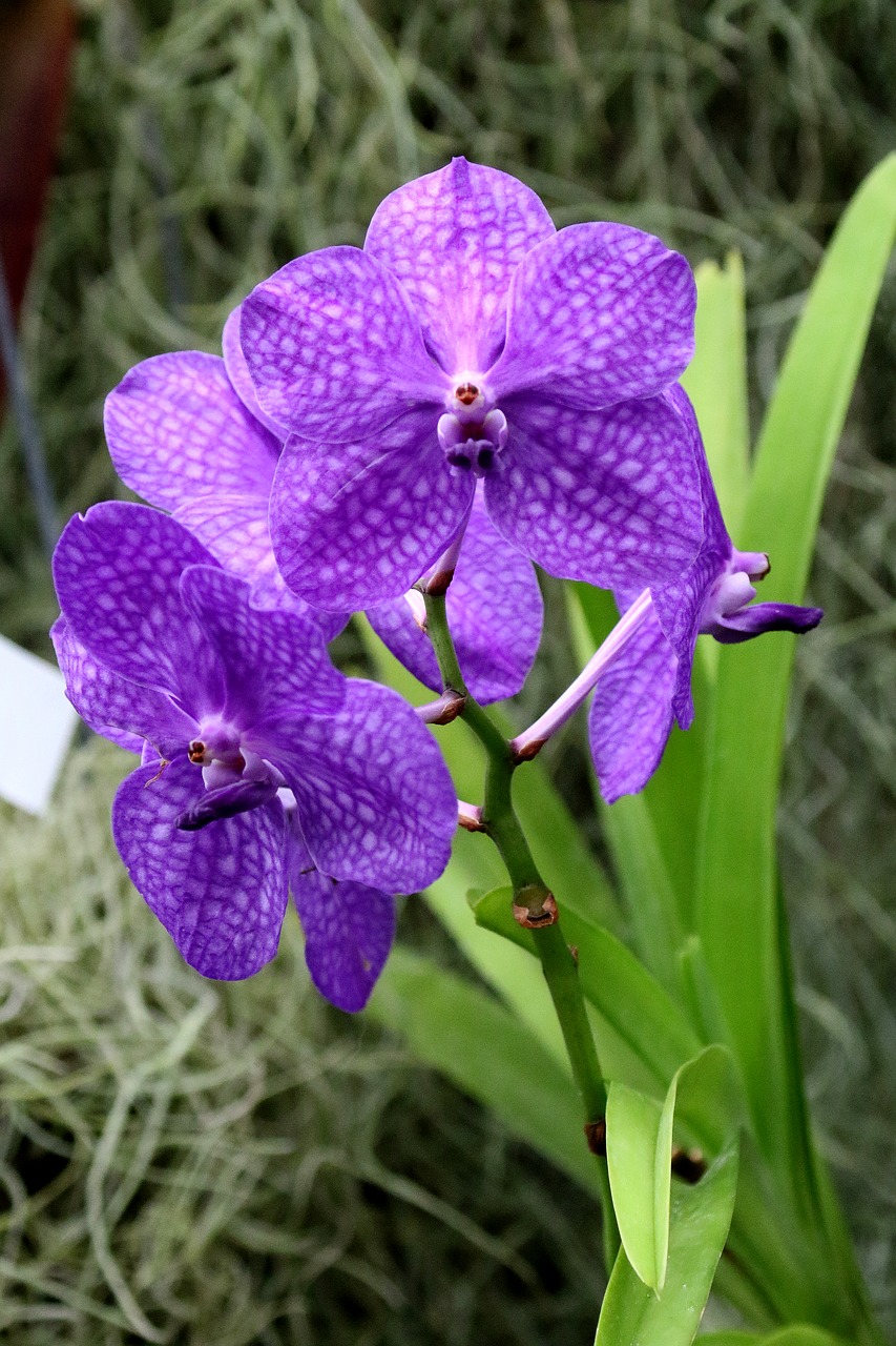 Image - orchid flower purple floral