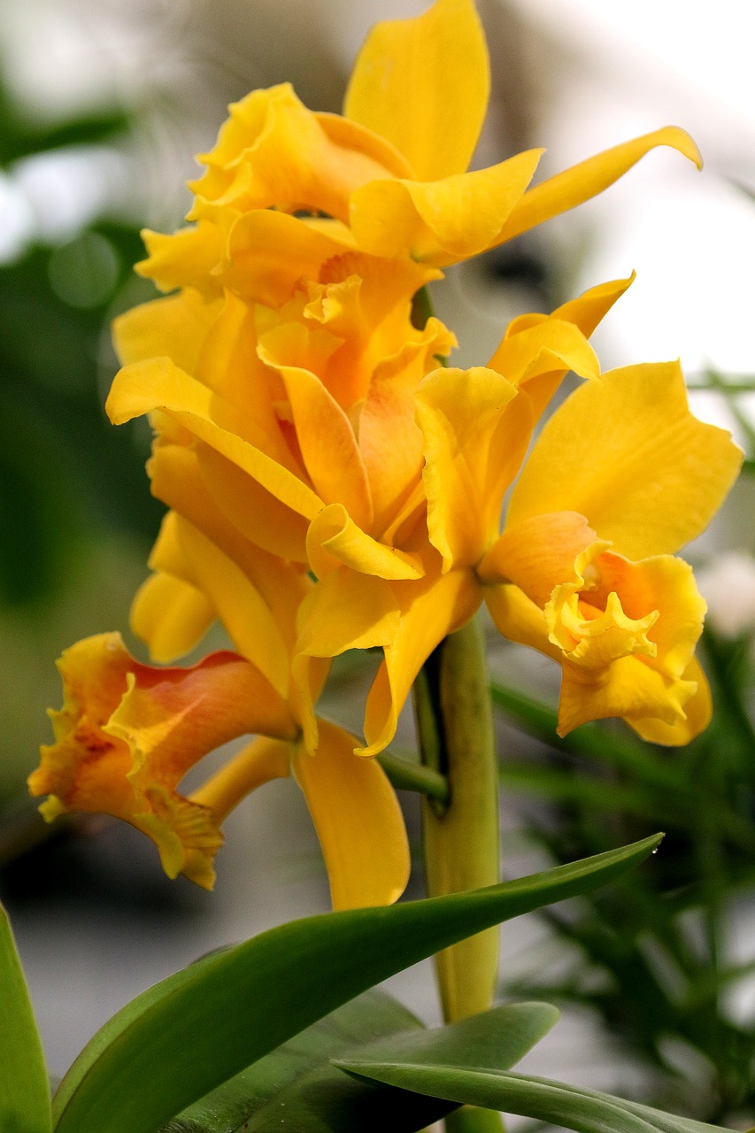 Image - orchid yellow flower floral botany