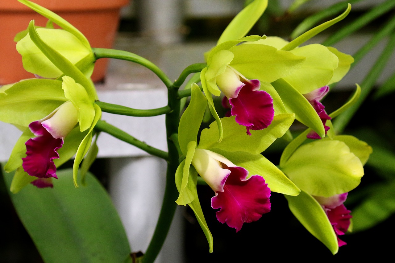 Image - orchid flower orchidaceae floral