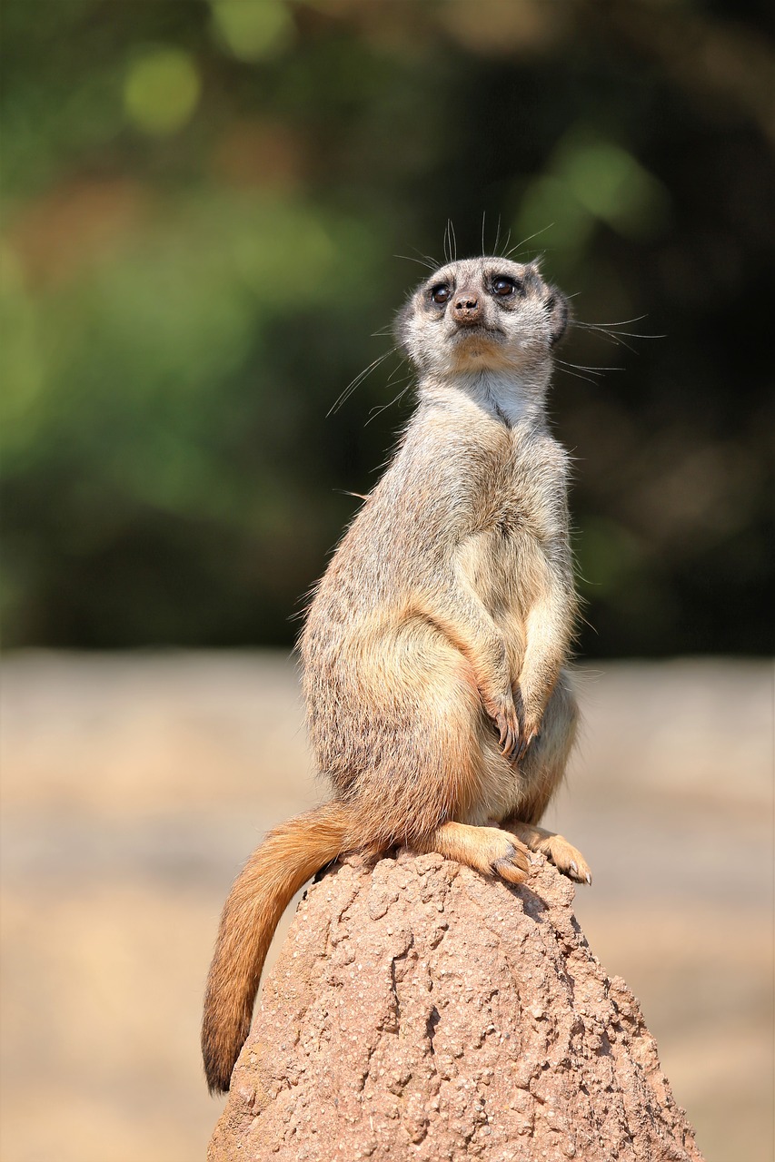 Image - meerkat animal sun worshippers