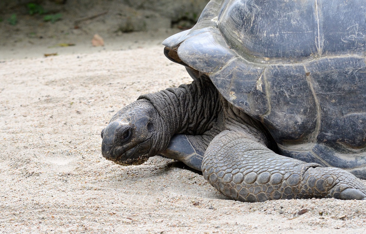 Image - giant tortoise wildlife shell