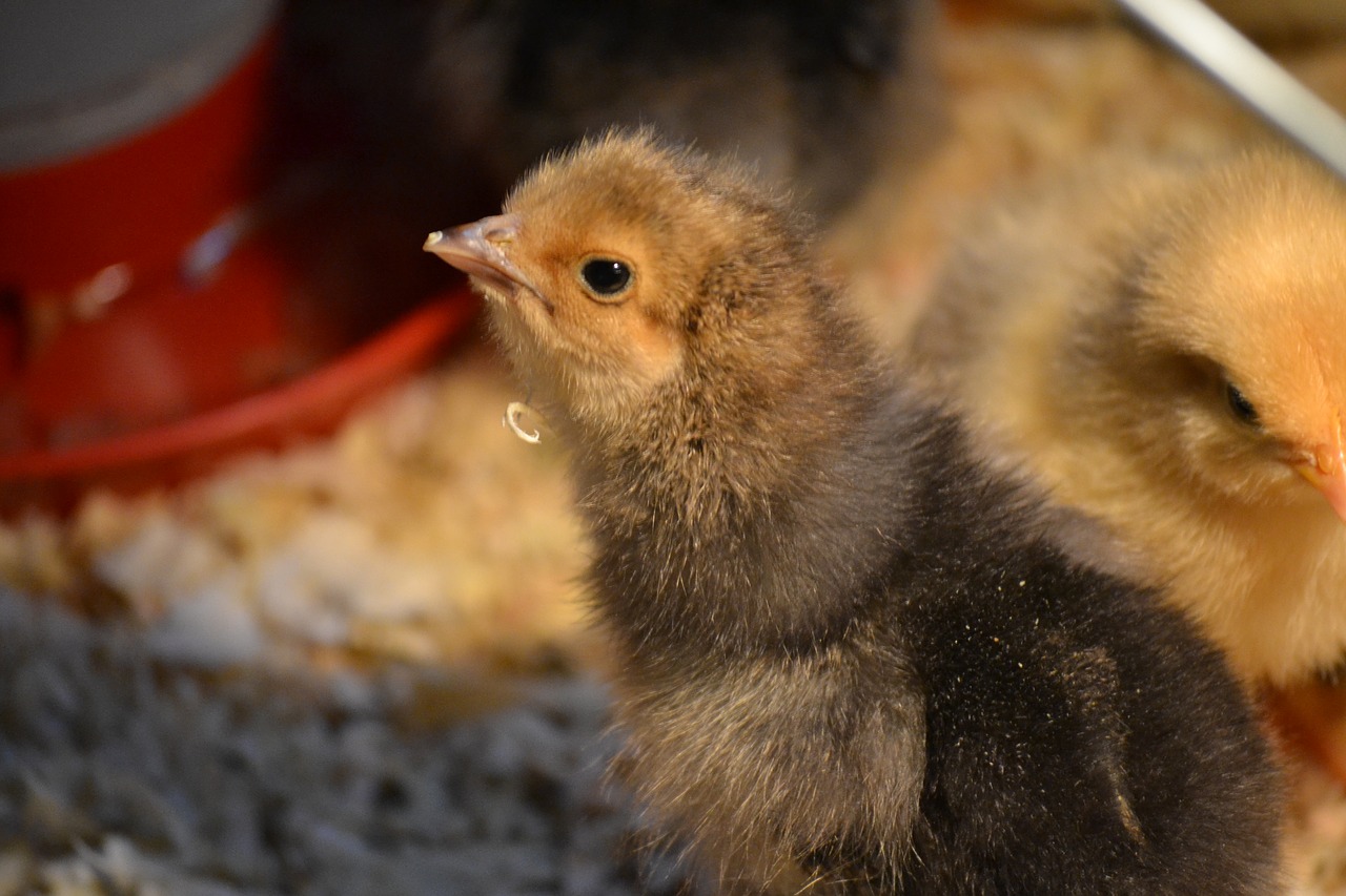 Image - chicks chickens chick baby flock