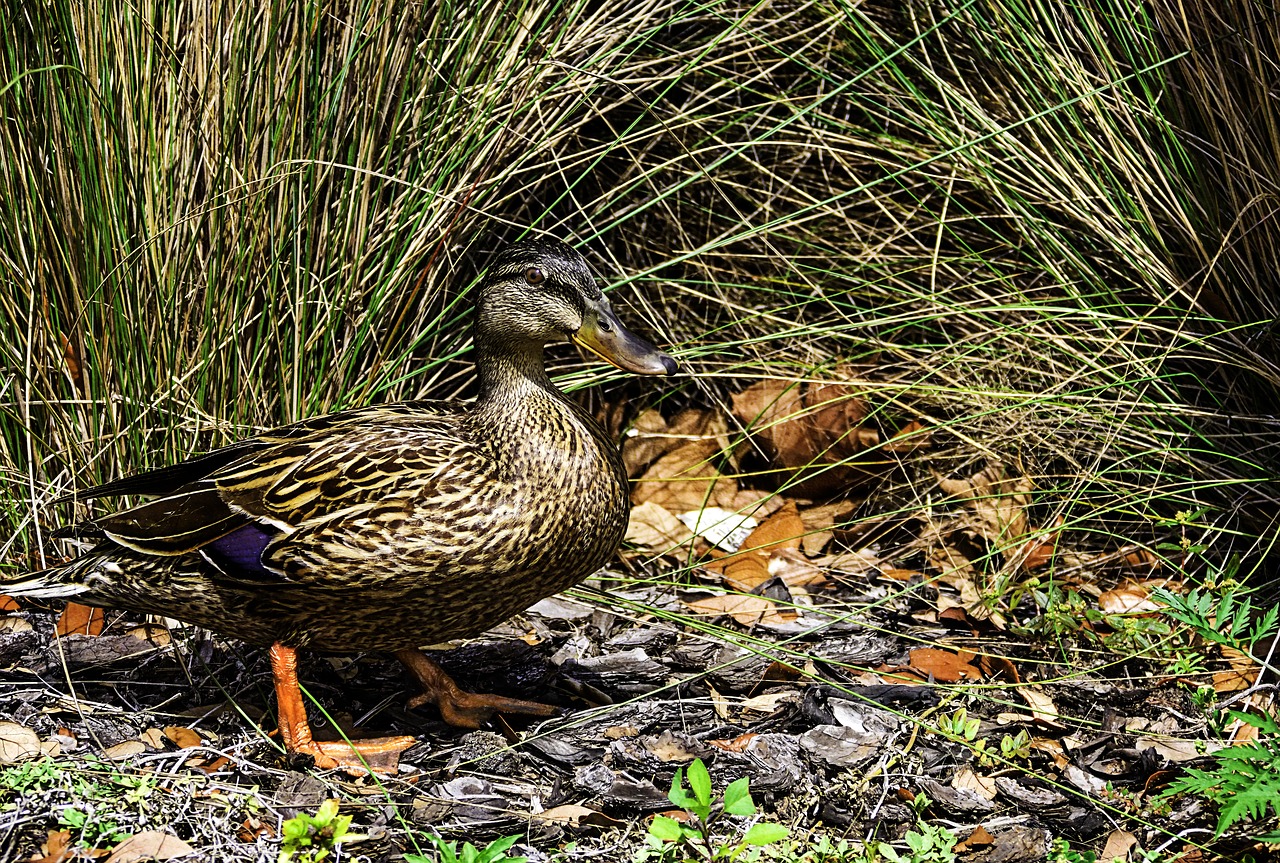 Image - duck wild life park wild nature