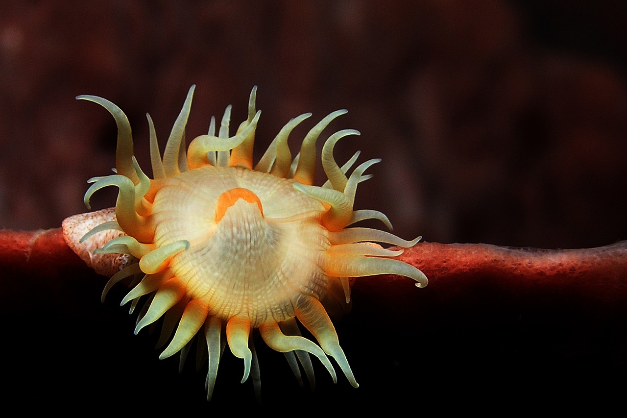 Image - anemone sea background aquatic