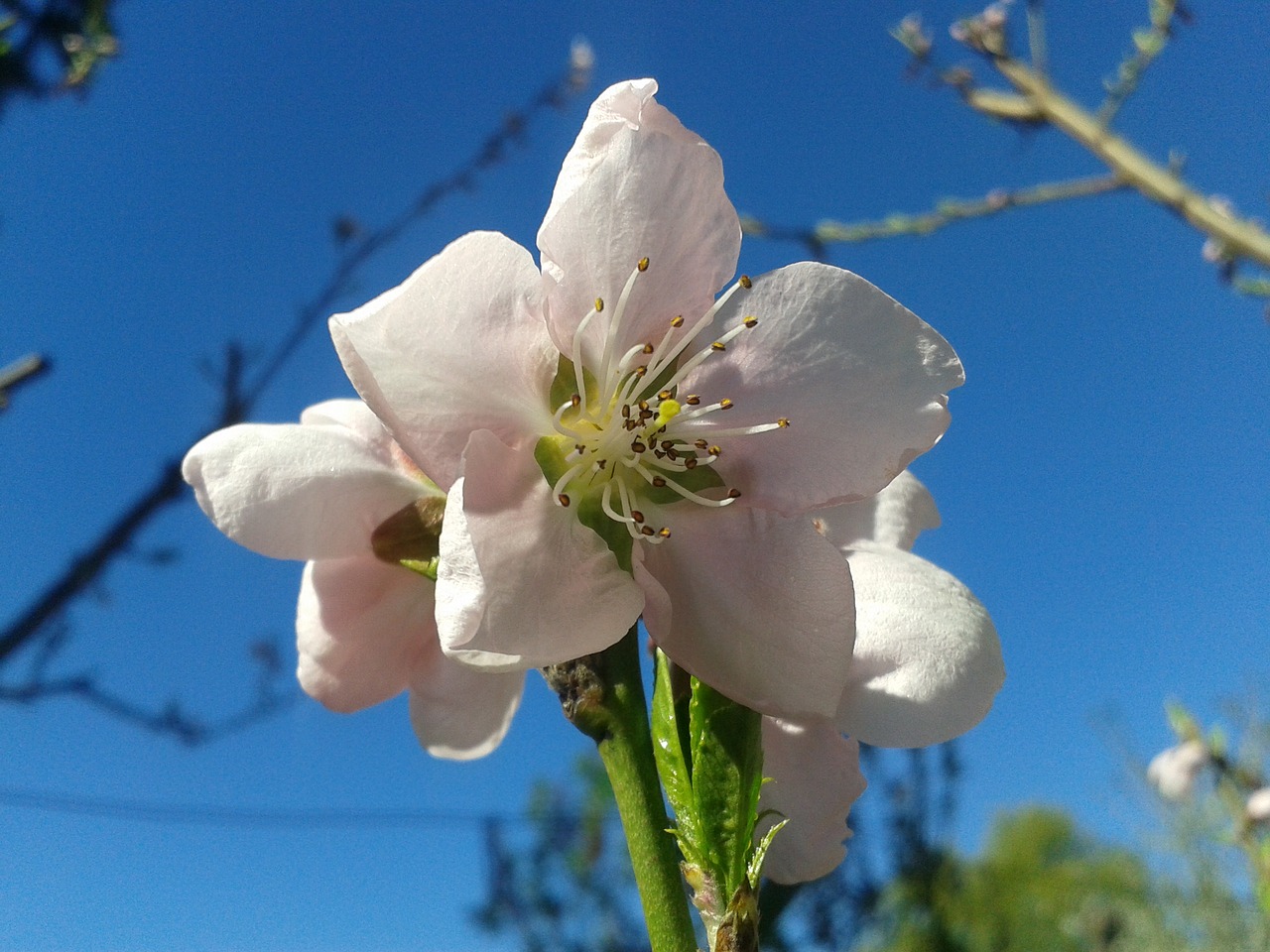 Image - peach color spring sky blue pink